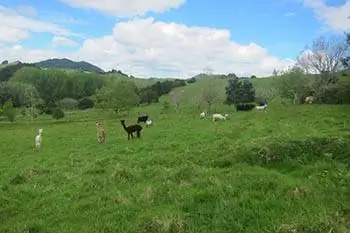 Новая Зеландия: WWOOFing с фермерской семьей