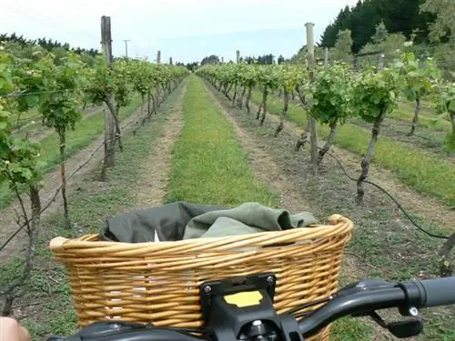 На велосипеде по виноградникам Грейтауна, Новая Зеландия. Фото Макса Хартсхорна.