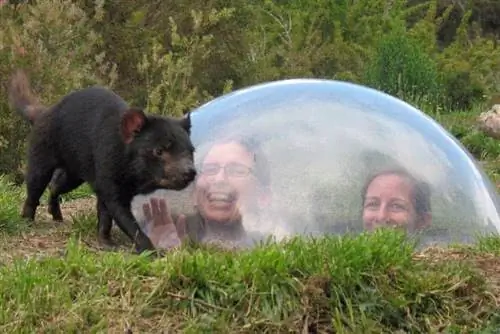 Tasmanian Devil Unzoo недалеко от Хобарта, Тасмания.