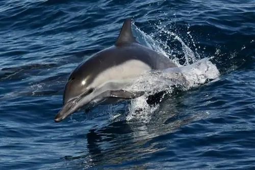 игривые дельфины на пароме в каталину