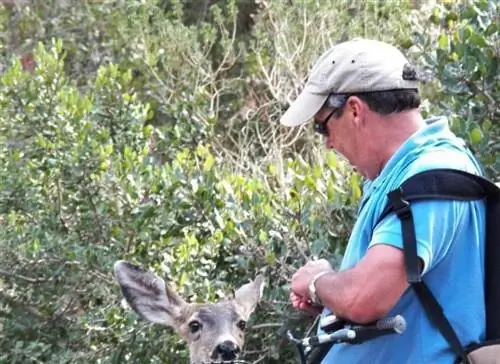 дружелюбный олень на каталине