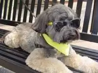 Избалованный дворняжка из Далласа.