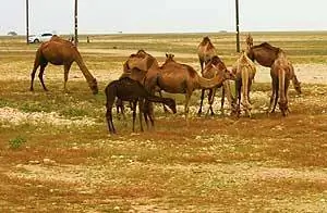 Верблюды у дороги