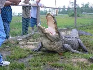 Большой Эл, 72-летний аллигатор, живущий в тематическом парке Gator Country Alligator в Бомонте.