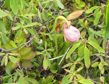 Lady Slipper - редкий вид, и он не может регенерировать, пока его цикл цветения не завершится, поэтому не срывайте его! Их очень трудно найти, но они проходят по Пути Сахарной Головы.