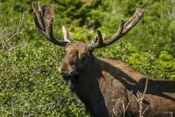 Новое открытие Ньюфаундленда и тропы Восточного побережья