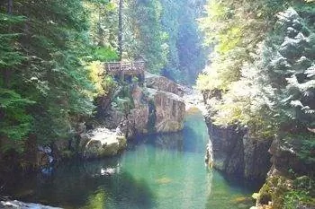 Ванкуверский лес в парке Стэнли.