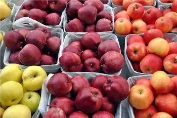 Местные яблоки для продажи на фермерском рынке Камлупса. Фото Робина Шроффеля.
