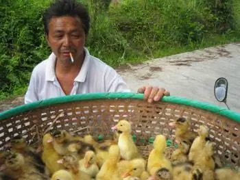 Фермер с утятами