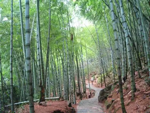 Бамбуковый лес Изумрудной долины