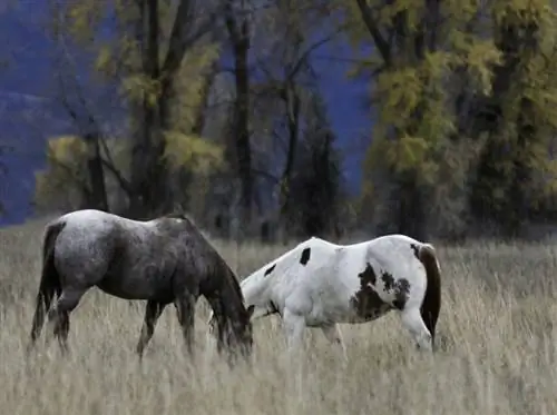 Quarter Horses вдоль маршрута 32, Айдахо
