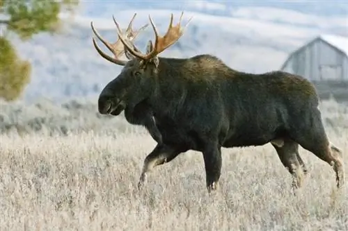 Bull Moose Gros Ventre Meadow, Национальный парк Гранд-Титон