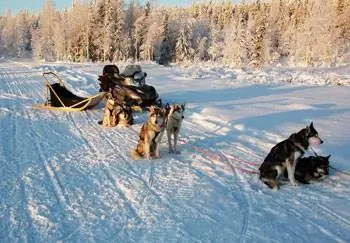 Собаки отдыхают в первый день