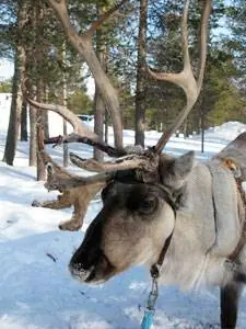 Не Рудольф, в Лапландии, Финляндия.
