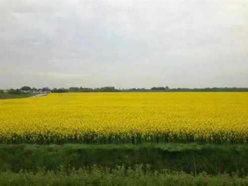 Рапсовые поля из поезда в Лунд Швеция - Копия