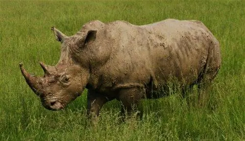 Южный белый носорог