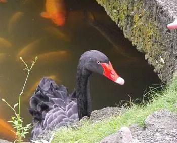 Черный лебедь в храме Бёдо-ин