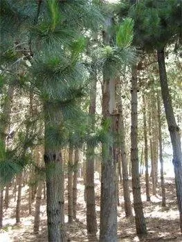 Сосновый лес в Чили.