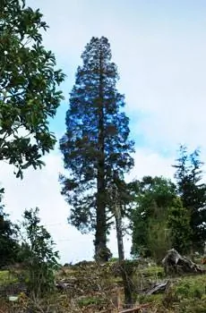 Это гигантское хвойное дерево Алерс внушает такой же трепет, как и его североамериканский родственник Гигантская секвойя.