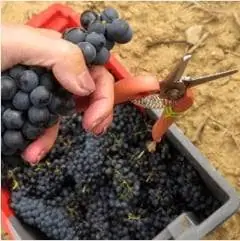 Сбор винограда в Лангедоке, Франция.