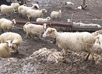 Дружелюбные жители Пхурни на Крите