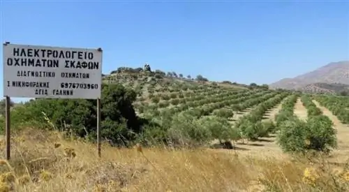 Оливковая роща, одна из тысяч, усеивающих ландшафт греческого острова Крит.