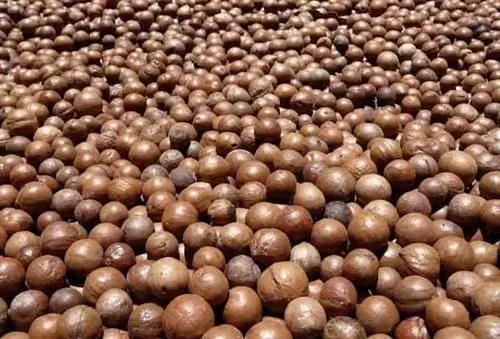 Сушка орехов макадамии на солнце в Валгалле.