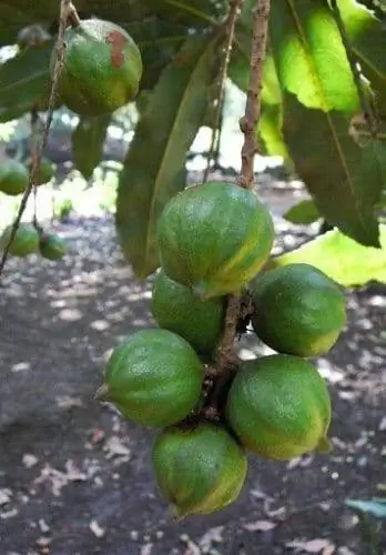 Орехи выращивают с очень твердой внешней оболочкой, для ее удаления требуются специальные машины.