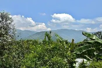 Звук хорошего жира: орехи макадамия в Гватемале