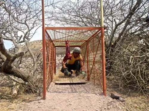 Ловушка для леопардов в Намибии.