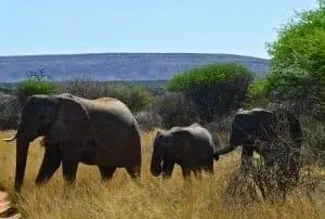 Слоны в Окамбаре, Африка.
