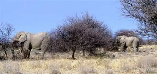 Слоны пасутся на равнинах национального парка Этоша