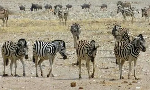 Парад зебр и голубых антилоп гну приветствует посетителей национального парка Этоша.
