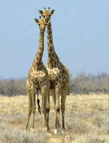 Два жирафа позируют перед камерой.