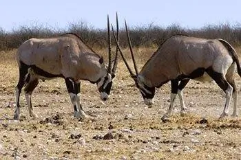 Намибия, Африка: одиночное сафари женщины