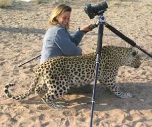 Дружелюбный леопард