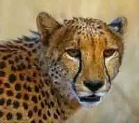 Гепард в пустынной земле.