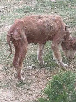 Собака на улице Катманду. Собака на улице Катманду.