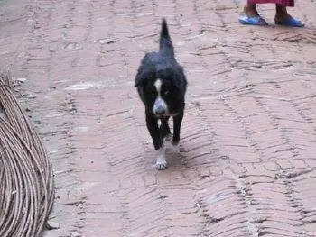 Львиная собака, после того, как он был излечен Animal Nepal. Львиная собака, после того, как он был излечен Animal Nepal.