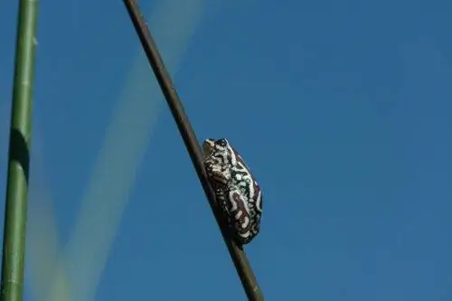 Расписная тростниковая лягушка