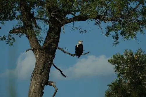 Африканский рыбный орел