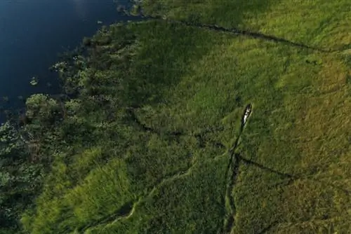 Через камыши