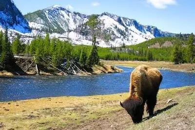 пасущийся бизон