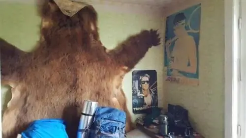 Медвежья шкура украшает комнату на Камчатке.