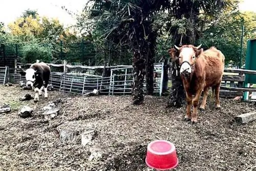 Городская ферма Спиталфилдс в Лондоне