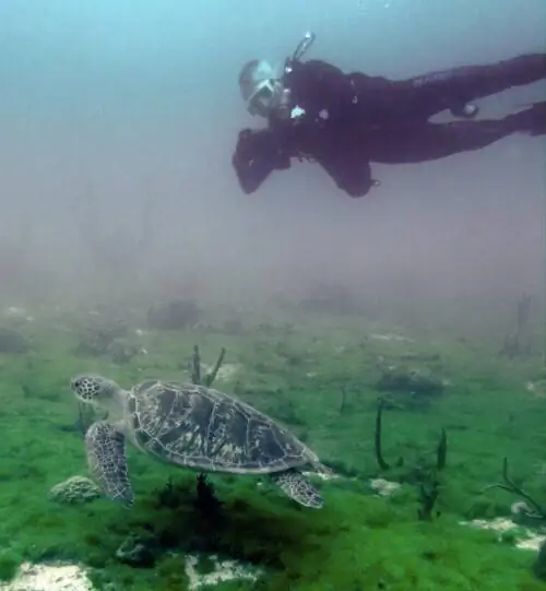 Дайвинг под Красными Парусами Арубы