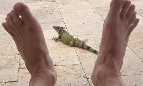 Игуана на Арубе