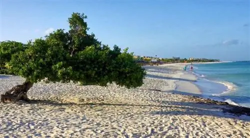 Диви Три Игл Бич Аруба