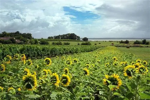 Захватывающий вид на море в отеле Chateau Tour Castillon в Медоке, Жиронда, Южная Франция. Фотографии Майкла Хиггинса.