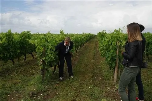 Осмотр виноградников в Chateau Tour Castillon в Медоке.